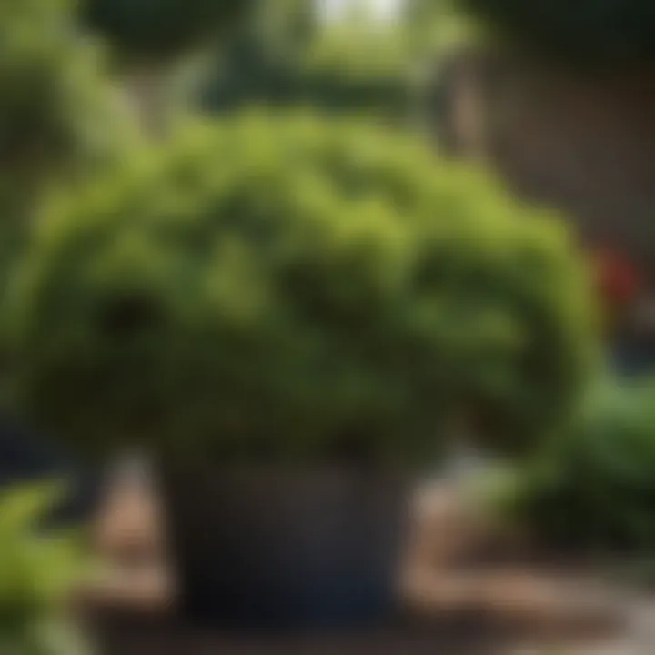 Diverse selection of small shade shrubs in a nursery