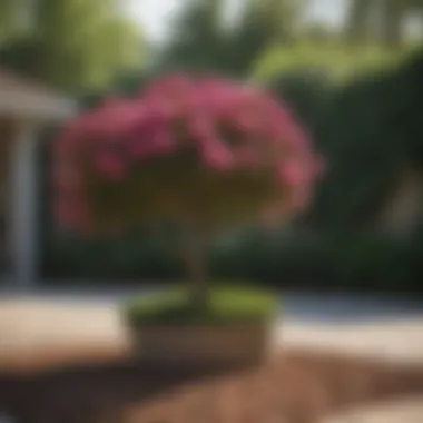 Ideal Growing Conditions for Crepe Myrtle A guide showcasing the ideal growing conditions for crepe myrtle