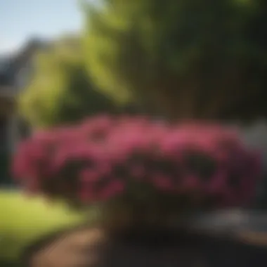 Different varieties of crepe myrtle in a garden setting