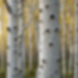 Stunning white bark of a birch tree in a serene landscape