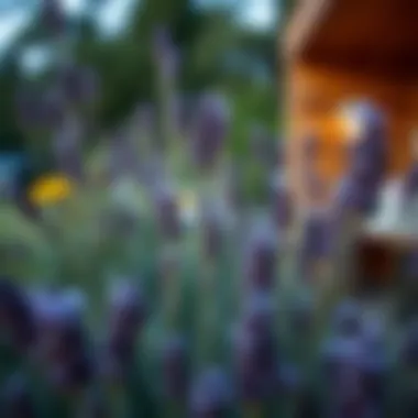 Exploring the Efficacy of Lavender in Mosquito Repulsion Introduction Exploring the Efficacy of Lavender in Mosquito Repulsion Introduction
