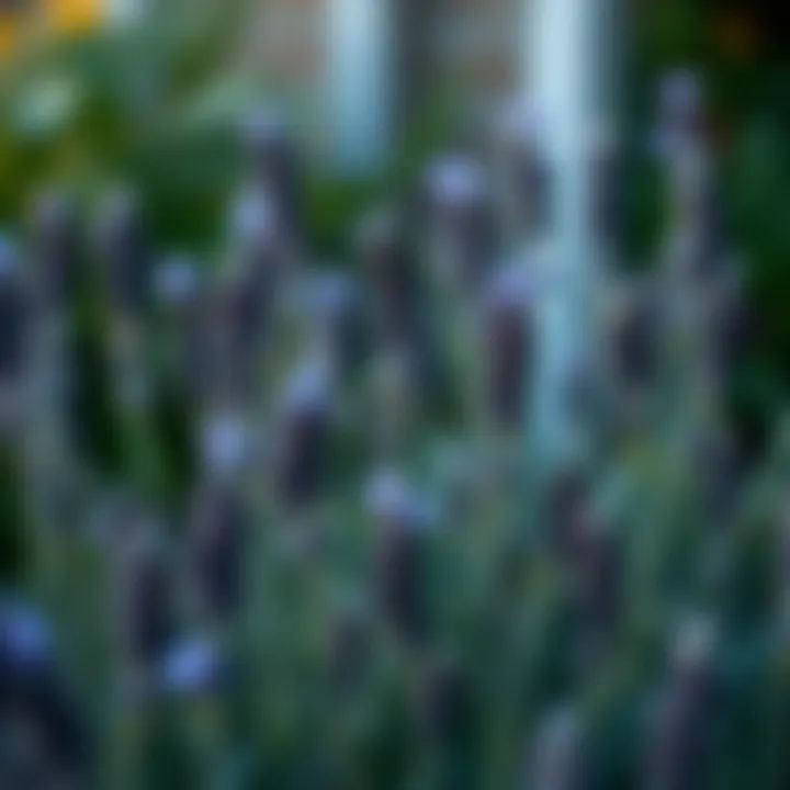 Notable Exploring the Efficacy of Lavender in Mosquito Repulsion