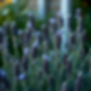 Notable Exploring the Efficacy of Lavender in Mosquito Repulsion Notable Exploring the Efficacy of Lavender in Mosquito Repulsion