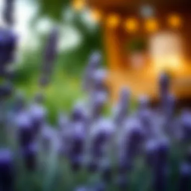 Exploring the Efficacy of Lavender in Mosquito Repulsion Summary Exploring the Efficacy of Lavender in Mosquito Repulsion Summary