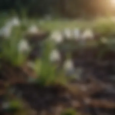 Close-up of snowdrop flowers emerging from the ground