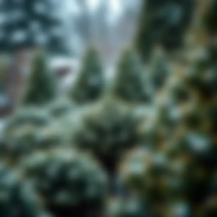 A magnificent winter garden showcasing evergreen shrubs
