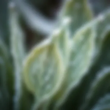 Close-up of frost-covered plant leaves