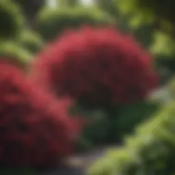 Vibrant display of blooming shrubs in a landscaped garden