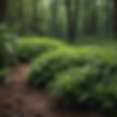 Environmental benefits of using evergreen ground covers