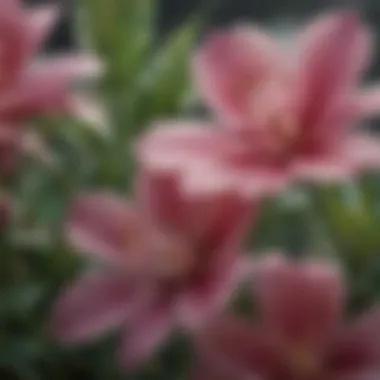 A close-up of dew-kissed petals, highlighting the delicate details of flowers
