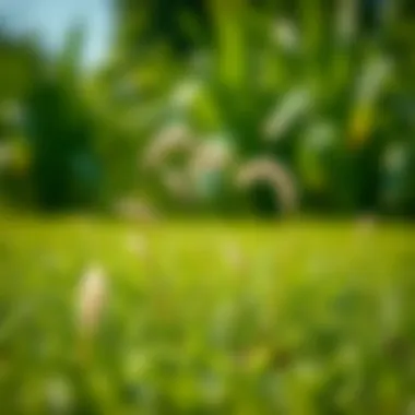 Notable Grass Seed to Repair Lawn: A Comprehensive Guide Notable Grass Seed to Repair Lawn: A Comprehensive Guide