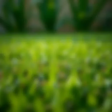 Grass Seed to Repair Lawn: A Comprehensive Guide Summary Grass Seed to Repair Lawn: A Comprehensive Guide Summary