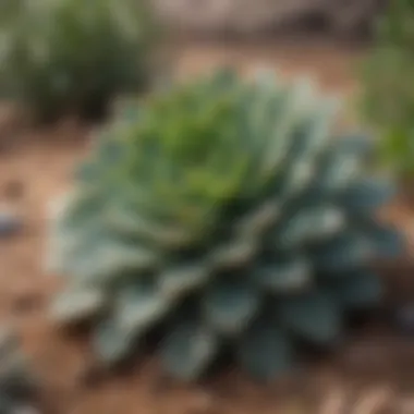 Resilient Succulents in Landscape Close-up of a thriving succulent ground cover plant