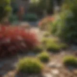 A vibrant garden showcasing various drought-resistant ground cover plants