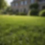 Freshly fertilized lush green lawn in spring