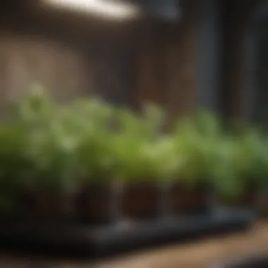 An illustrative diagram of optimal growing conditions for herbs