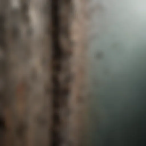 Close-up of mold growth on a wall