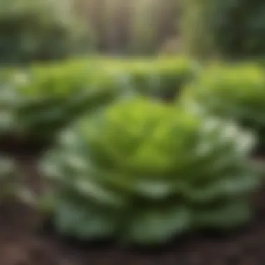 Lush, mature lettuce plants in a garden bed