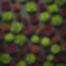 A variety of lettuce seeds in different colors and shapes