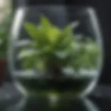 A lush green plant thriving in a glass of water