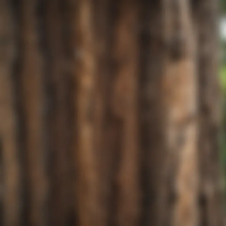 Close-up of tree bark showing signs of distress and disease.