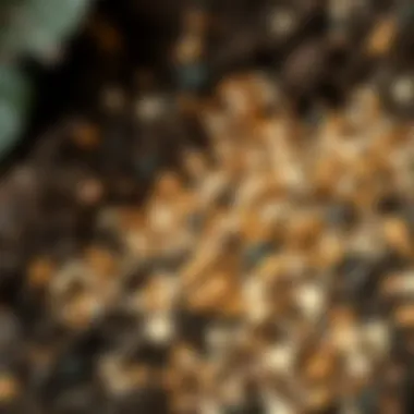 Close-up of soil with fertilizer granules for rhododendrons