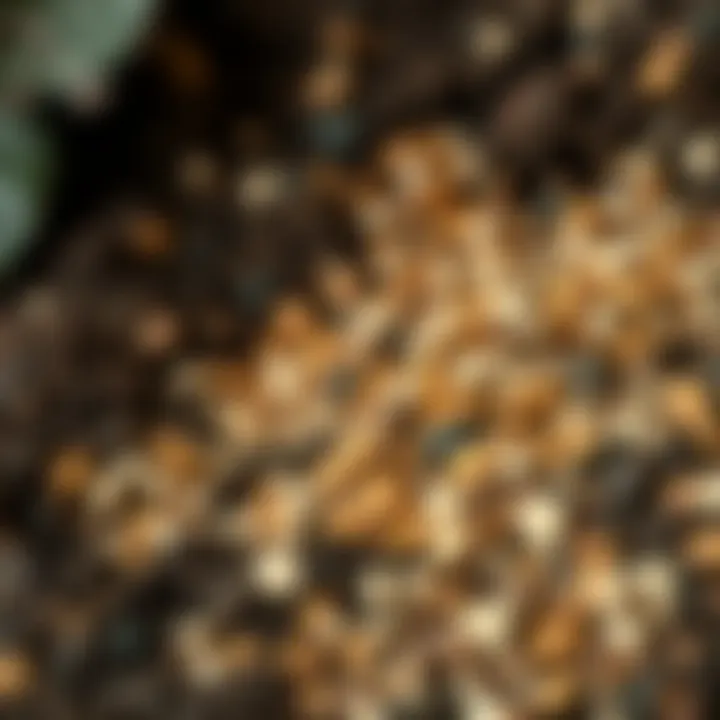 Close-up of soil with fertilizer granules for rhododendrons