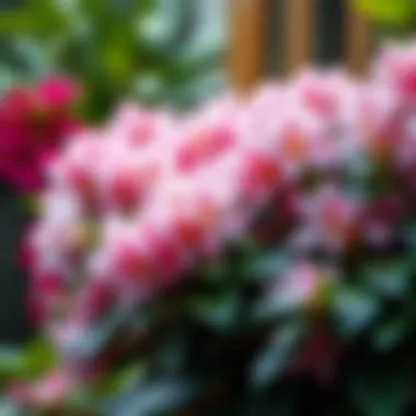 Diverse types of fertilizers suitable for rhododendrons