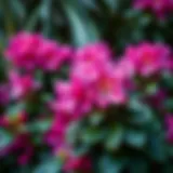 Vibrant rhododendron blooms showcasing healthy foliage