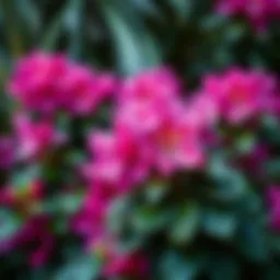 Vibrant rhododendron blooms showcasing healthy foliage