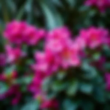 Vibrant rhododendron blooms showcasing healthy foliage