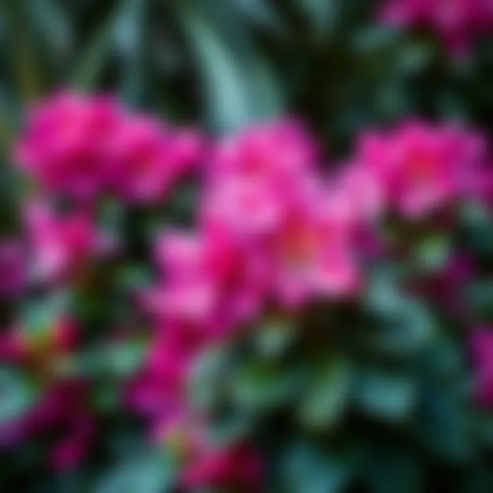Vibrant rhododendron blooms showcasing healthy foliage