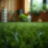Identifying the Optimal Solutions for Grass Growth Introduction