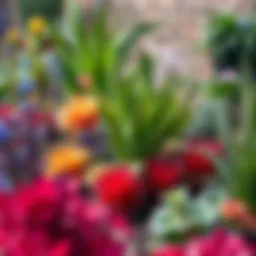 A vibrant garden showcasing diverse plant species arranged for aesthetic appeal.
