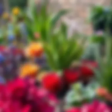 A vibrant garden showcasing diverse plant species arranged for aesthetic appeal.