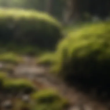 Before and after comparison of a clean surface free of moss