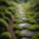 Lush green moss covering a stone pathway
