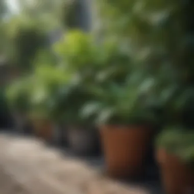 Diverse Plant Selection for Home Gardens Close-up of various plants suitable for residential landscaping