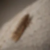 Detailed view of clothes moth larvae on fabric