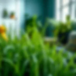 Natural Methods to Eliminate Crabgrass Effectively Introduction