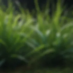A close-up of healthy grass blades revealing vibrant green hues