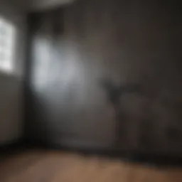 Visual representation of black mold in a home environment