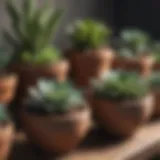 A variety of succulent plants arranged in decorative pots.
