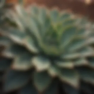 Close-up of succulent leaves showing water storage capabilities.