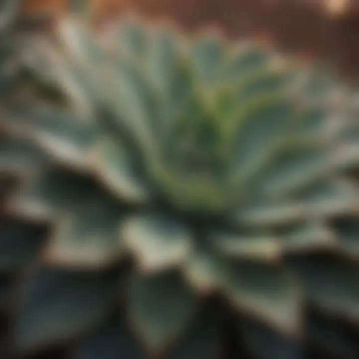 Close-up of succulent leaves showing water storage capabilities.