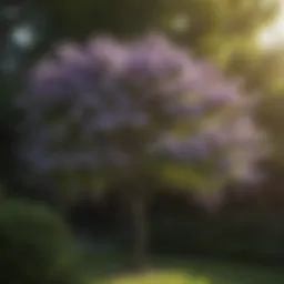 Pruned lilac tree showcasing healthy growth