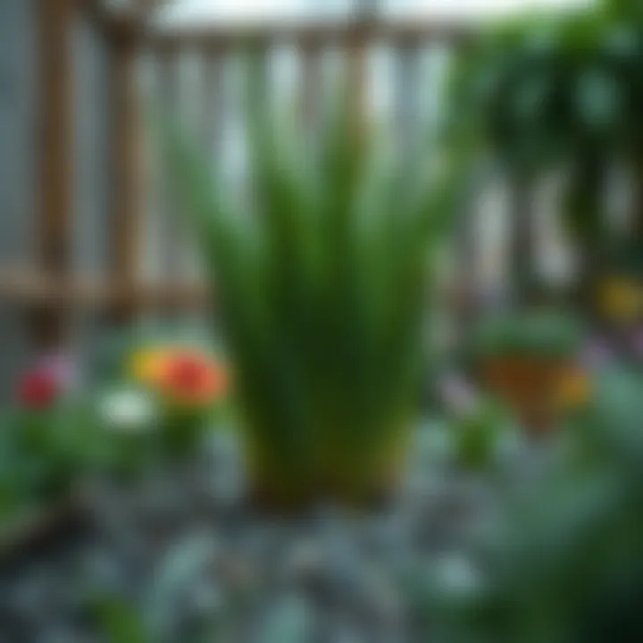 Optimal Timing for Spring Fertilization Summary