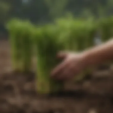 Caring for Asparagus: Commitment to Long-Term Growth Gardeners tending to asparagus plants