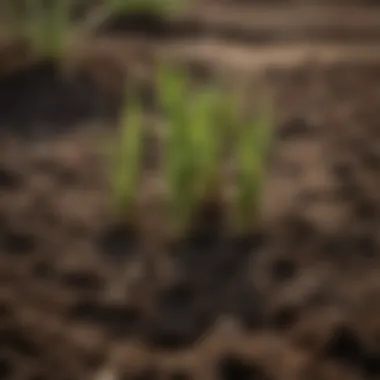 Nurturing Seedlings: The Foundation of Asparagus Growth Healthy asparagus seedlings in rich soil