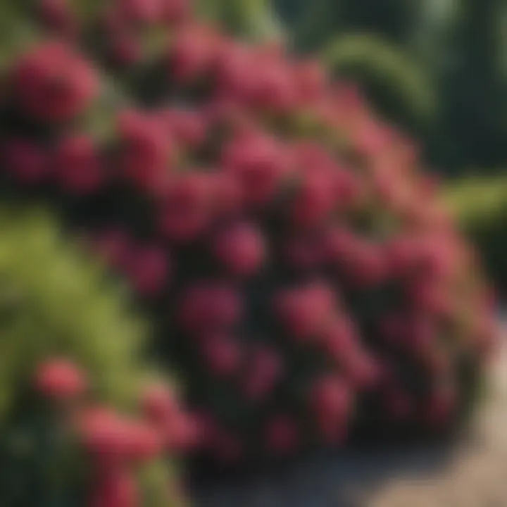 Vibrant flowering shrubs enhancing garden privacy